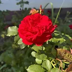Haus Schwarzwald - Guest house 3*