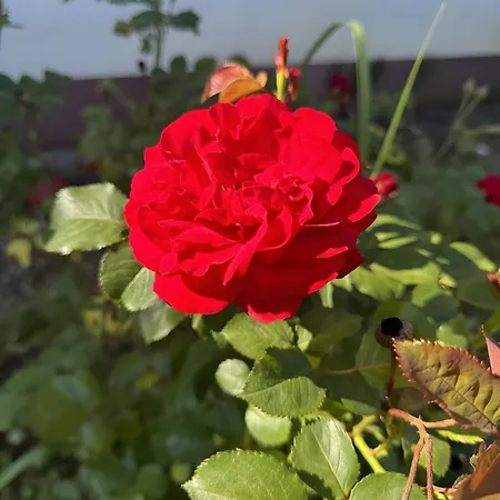 Haus Schwarzwald - בית הארחה 3*